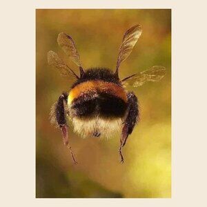 NASA Bee Poster Animal Poster_165